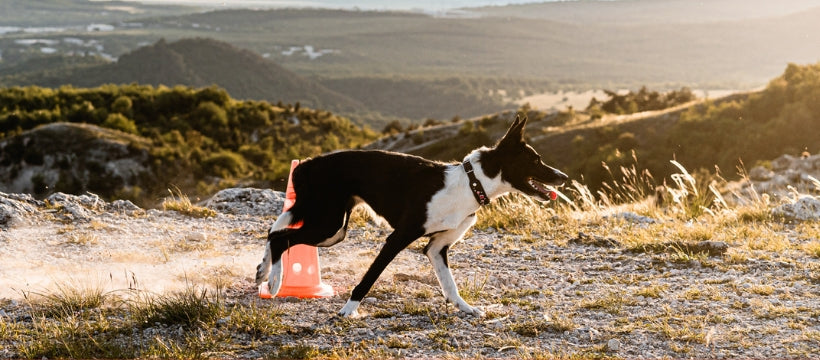 Sportkutyák és "kifáradás"