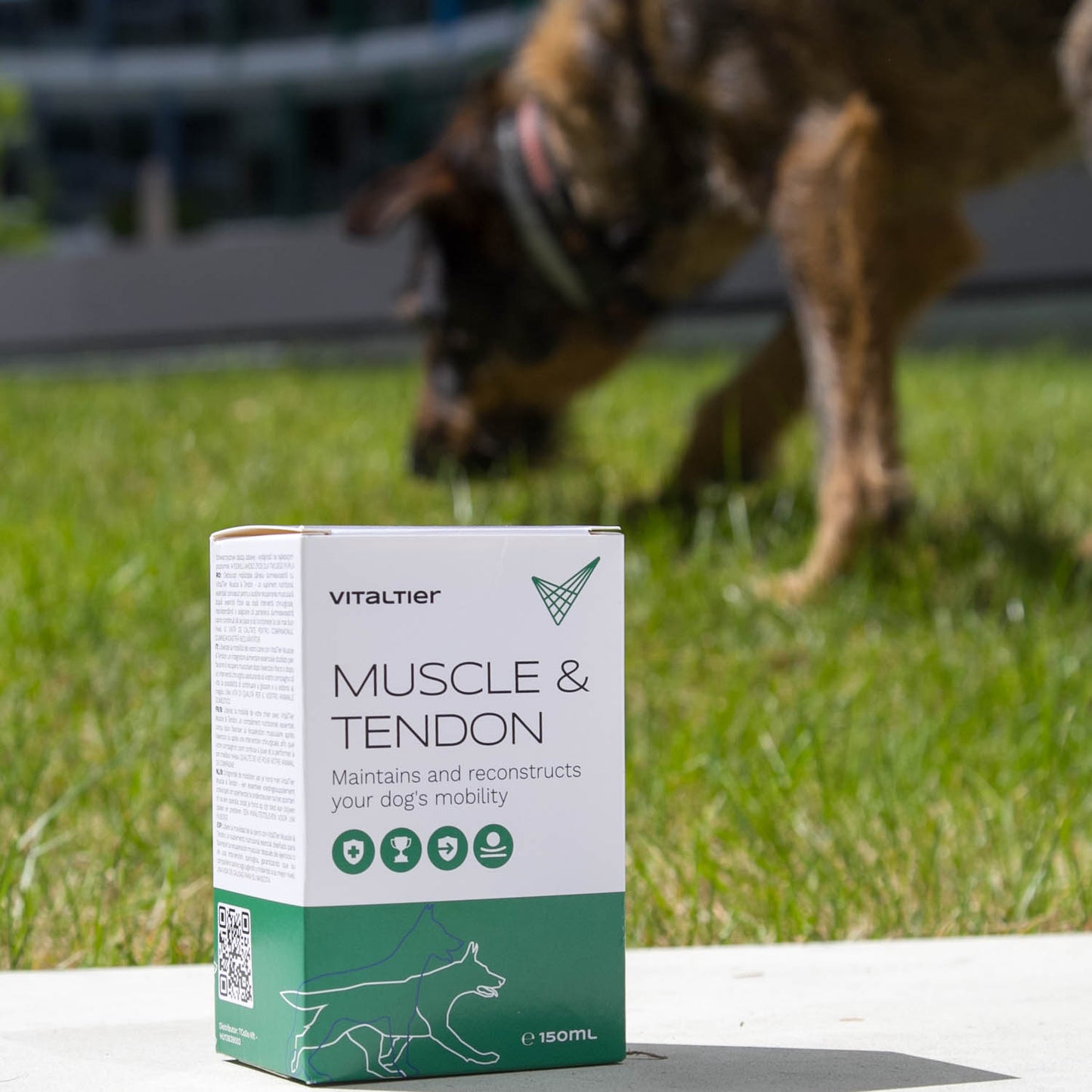 Vitaltier Muscle and tendon 