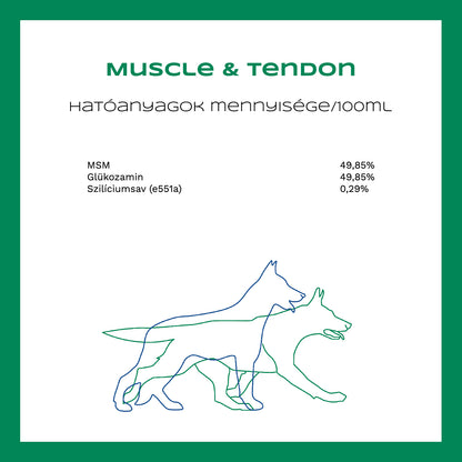Muscle & Tendon